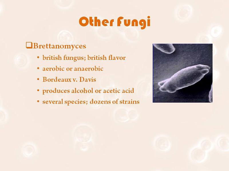 Slide3.JPG - Other brewing critters not discussed tonight.