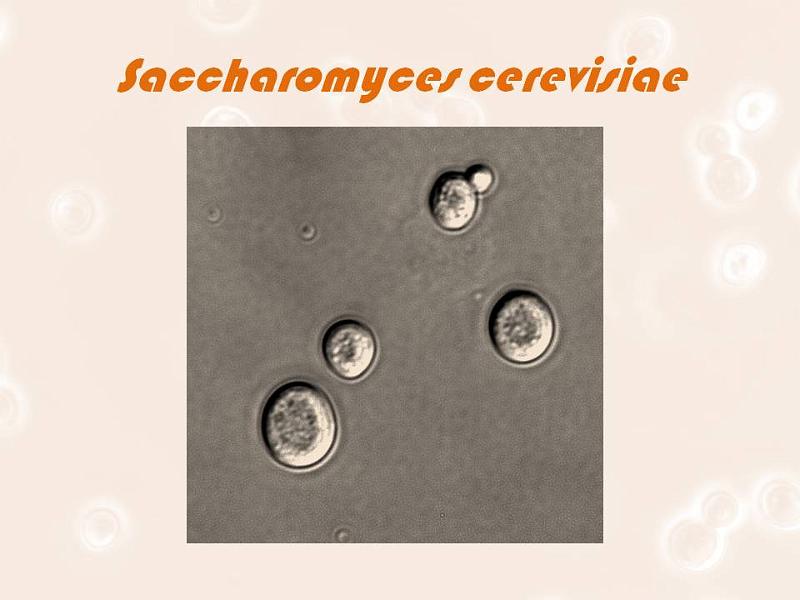 Slide7.JPG - Brewer’s Yeast - Saccharomyces cerevisiae