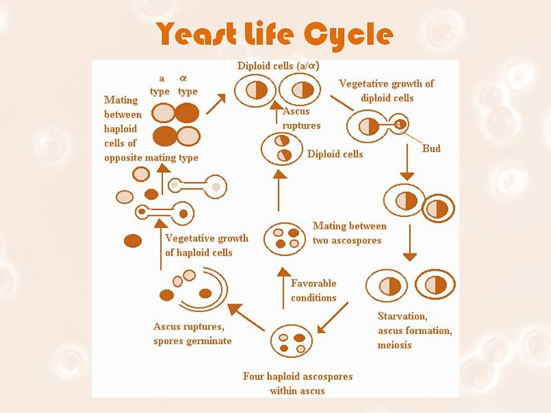 Slide9.JPG -  Life cycle There are two forms in which yeast cells can survive and grow, haploid and diploid. The haploid cells undergo a simple lifecycle of mitosis and growth, and under conditions of high stress will generally simply die. The diploid cells (the preferential 'form' of yeast) similarly undergo a simple lifecycle of mitosis and growth, but under conditions of stress can undergo sporulation, entering meiosis and producing a variety of haploid spores, which can go on to mate (conjugate), reforming the diploid. Mating of yeastYeast has two mating types, a and α, which show primitive aspects of sex differentiation, and are hence of great interest. For more information on the biological importance of these two cell types, where they come from (from a molecular biology point of view), and details of the process of mating type switching, see the main article.